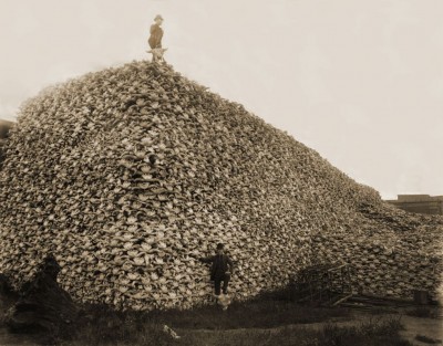 Bison_skull_pile-restored.jpg